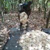 fermenting cocoa